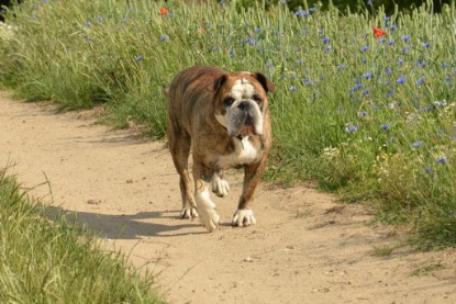 Continental Bulldogs Seeblickbulls Bilderalbum - Ausflug am 22. Juni 2012 mit DOREEN, BLACKY, SHOWMAN und ANTON