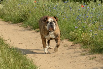 Continental Bulldogs Seeblickbulls Bilderalbum - Ausflug am 22. Juni 2012 mit DOREEN, BLACKY, SHOWMAN und ANTON