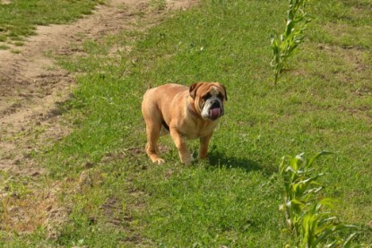 Continental Bulldogs Seeblickbulls Bilderalbum - Ausflug am 22. Juni 2012 mit DOREEN, BLACKY, SHOWMAN und ANTON