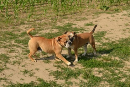 Continental Bulldogs Seeblickbulls Bilderalbum - Ausflug am 22. Juni 2012 mit DOREEN, BLACKY, SHOWMAN und ANTON