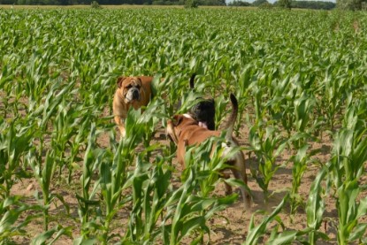 Continental Bulldogs Seeblickbulls Bilderalbum - Ausflug am 22. Juni 2012 mit DOREEN, BLACKY, SHOWMAN und ANTON