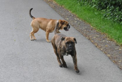 Continental Bulldogs Seeblickbulls Bilderalbum - Schweiz 2012