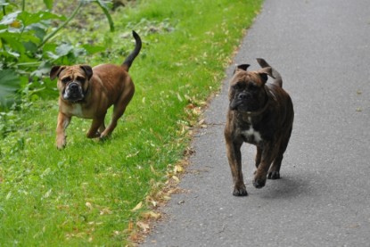 Continental Bulldogs Seeblickbulls Bilderalbum - Schweiz 2012