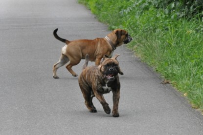 Continental Bulldogs Seeblickbulls Bilderalbum - Schweiz 2012