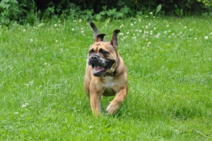 Continental Bulldogs Seeblickbulls Bilderalbum - Schweiz 2012