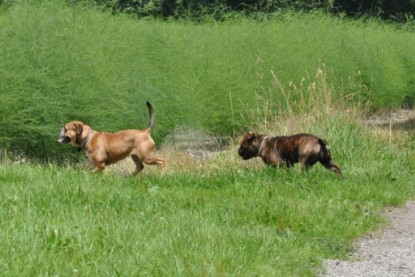 Continental Bulldogs Seeblickbulls Bilderalbum - Schweiz 2012