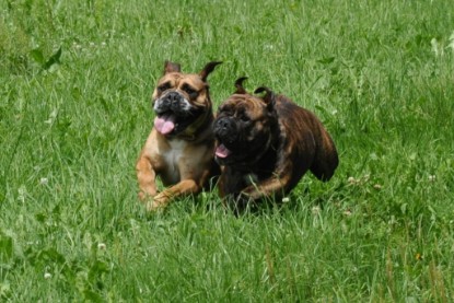 Continental Bulldogs Seeblickbulls Bilderalbum - Schweiz 2012