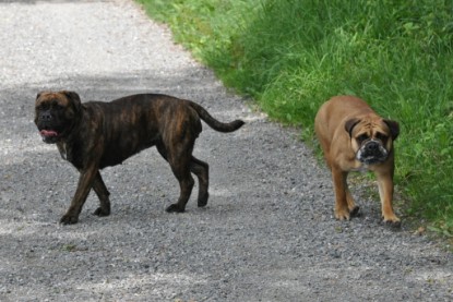 Continental Bulldogs Seeblickbulls Bilderalbum - Schweiz 2012