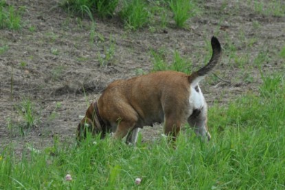 Continental Bulldogs Seeblickbulls Bilderalbum - Schweiz 2012