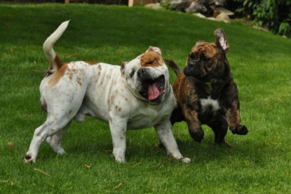 Continental Bulldogs Seeblickbulls Bilderalbum - Schweiz 2012