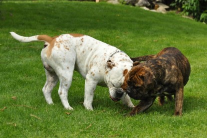 Continental Bulldogs Seeblickbulls Bilderalbum - Schweiz 2012