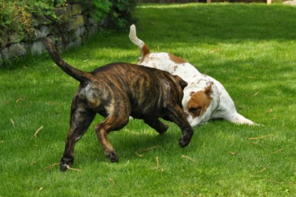 Continental Bulldogs Seeblickbulls Bilderalbum - Schweiz 2012