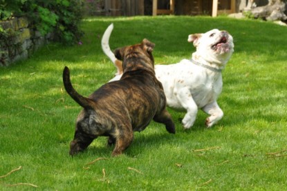 Continental Bulldogs Seeblickbulls Bilderalbum - Schweiz 2012