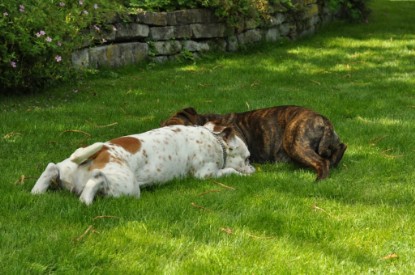 Continental Bulldogs Seeblickbulls Bilderalbum - Schweiz 2012