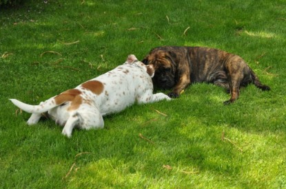 Continental Bulldogs Seeblickbulls Bilderalbum - Schweiz 2012