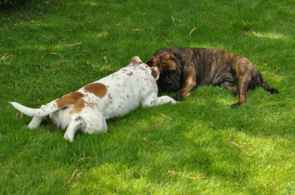 Continental Bulldogs Seeblickbulls Bilderalbum - Schweiz 2012