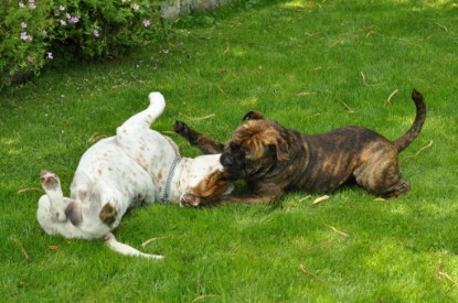 Continental Bulldogs Seeblickbulls Bilderalbum - Schweiz 2012