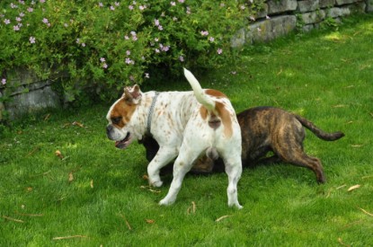 Continental Bulldogs Seeblickbulls Bilderalbum - Schweiz 2012