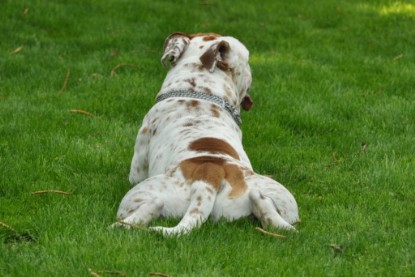 Continental Bulldogs Seeblickbulls Bilderalbum - Schweiz 2012