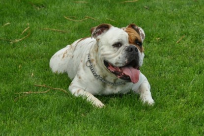 Continental Bulldogs Seeblickbulls Bilderalbum - Schweiz 2012