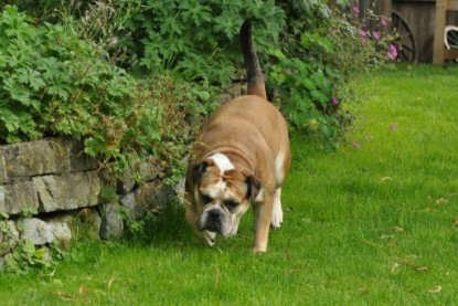 Continental Bulldogs Seeblickbulls Bilderalbum - Schweiz 2012