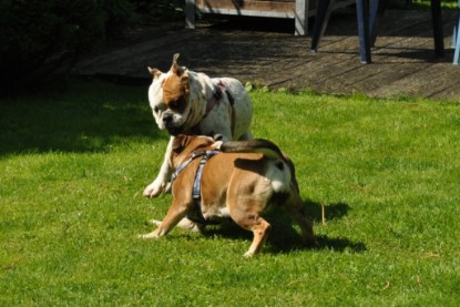 Continental Bulldogs Seeblickbulls Bilderalbum - Schweiz 2012