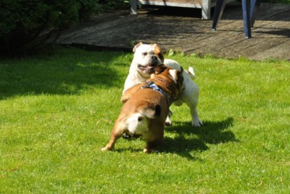 Continental Bulldogs Seeblickbulls Bilderalbum - Schweiz 2012