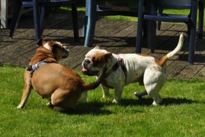 Continental Bulldogs Seeblickbulls Bilderalbum - Schweiz 2012