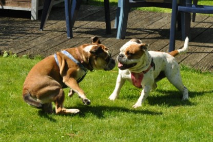 Continental Bulldogs Seeblickbulls Bilderalbum - Schweiz 2012