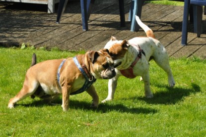 Continental Bulldogs Seeblickbulls Bilderalbum - Schweiz 2012