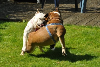 Continental Bulldogs Seeblickbulls Bilderalbum - Schweiz 2012