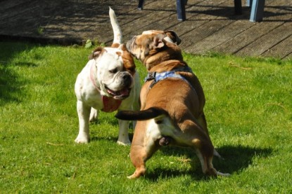 Continental Bulldogs Seeblickbulls Bilderalbum - Schweiz 2012