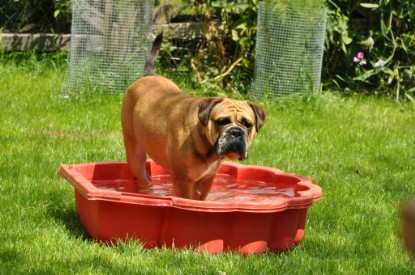 Continental Bulldogs Seeblickbulls Bilderalbum - Schweiz 2012