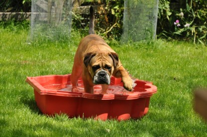 Continental Bulldogs Seeblickbulls Bilderalbum - Schweiz 2012