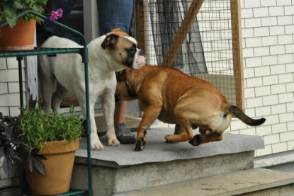 Continental Bulldogs Seeblickbulls Bilderalbum - Schweiz 2012