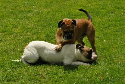 Continental Bulldogs Seeblickbulls Bilderalbum - Schweiz 2012