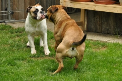 Continental Bulldogs Seeblickbulls Bilderalbum - Schweiz 2012