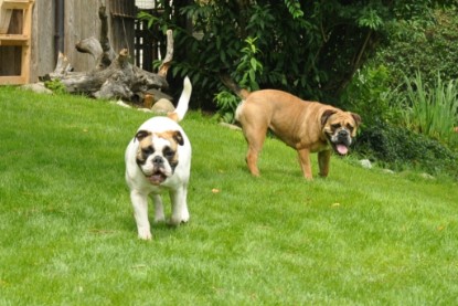 Continental Bulldogs Seeblickbulls Bilderalbum - Schweiz 2012