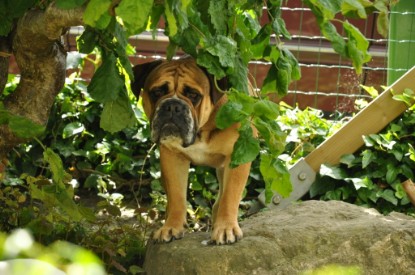 Continental Bulldogs Seeblickbulls Bilderalbum - Schweiz 2012