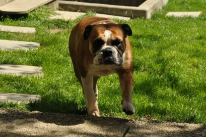 Continental Bulldogs Seeblickbulls Bilderalbum - Schweiz 2012