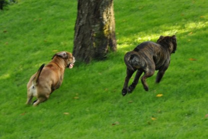 Continental Bulldogs Seeblickbulls Bilderalbum - Schweiz 2012