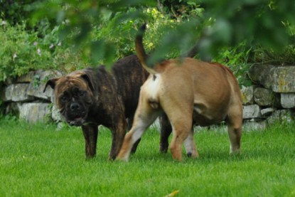 Continental Bulldogs Seeblickbulls Bilderalbum - Schweiz 2012