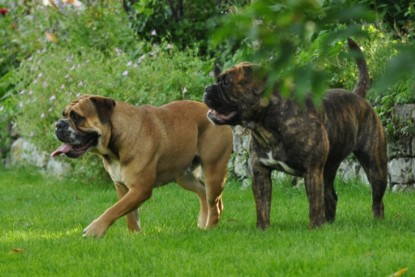 Continental Bulldogs Seeblickbulls Bilderalbum - Schweiz 2012