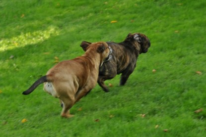 Continental Bulldogs Seeblickbulls Bilderalbum - Schweiz 2012