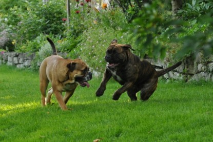 Continental Bulldogs Seeblickbulls Bilderalbum - Schweiz 2012