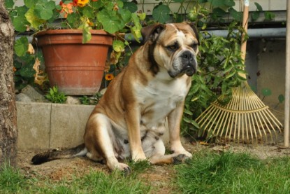 Continental Bulldogs Seeblickbulls Bilderalbum - Schweiz 2012