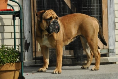 Continental Bulldogs Seeblickbulls Bilderalbum - Schweiz 2012