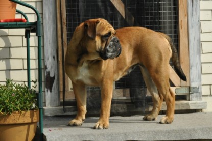 Continental Bulldogs Seeblickbulls Bilderalbum - Schweiz 2012