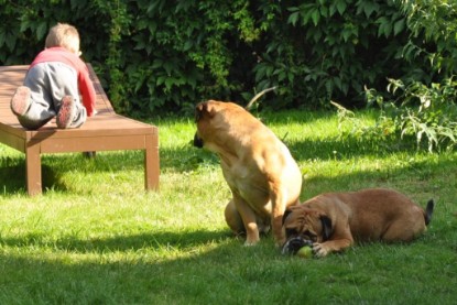 Continental Bulldogs Seeblickbulls Bilderalbum - Anton und Ambrosia