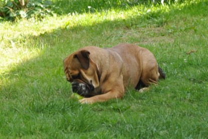 Continental Bulldogs Seeblickbulls Bilderalbum - Anton und Ambrosia